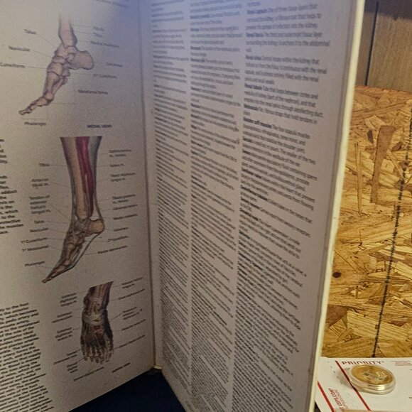 Wallchart of Human Anatomy: 3 D Full-Body Images, Detailed System Charts - Picture 5 of 6